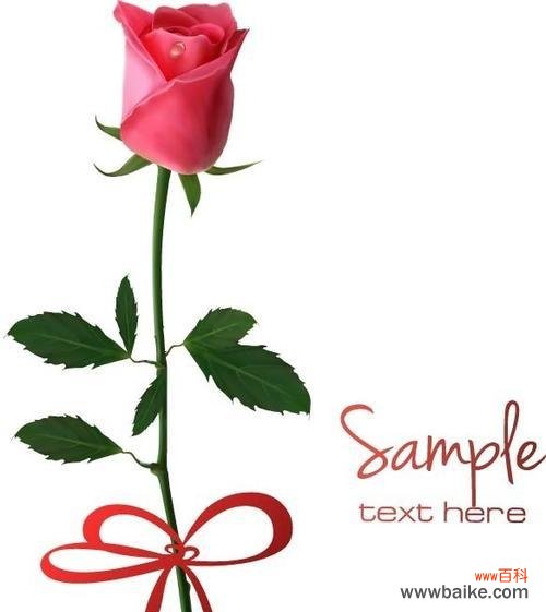探究玫瑰花作为礼物的内涵与文化背景 一支玫瑰花的意义