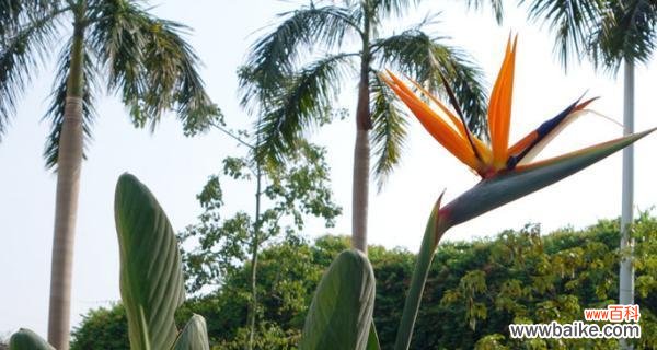 从“高贵”到“纯洁”,揭示花语背后的深意 探寻鹤望兰的花语