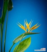 从“高贵”到“纯洁”，揭示花语背后的深意 探寻鹤望兰的花语