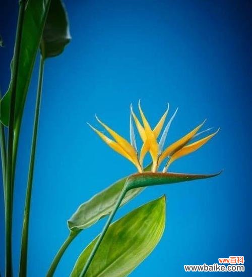 从“高贵”到“纯洁”,揭示花语背后的深意 探寻鹤望兰的花语