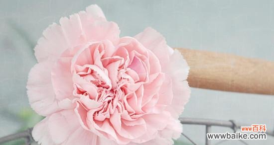 赏析和解读传达的情感和意蕴 康乃馨花语与寓意