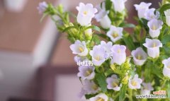 探寻不同颜色风铃草的神秘内涵 缤纷多彩的风铃草花语