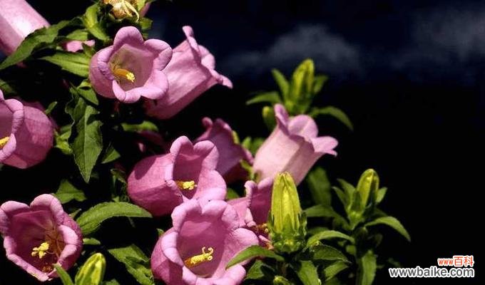 探寻不同颜色风铃草的神秘内涵 缤纷多彩的风铃草花语