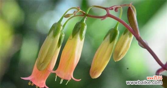 追寻自由与守护希望的风铃之花 风铃草的花语与象征