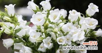 追寻自由与守护希望的风铃之花 风铃草的花语与象征