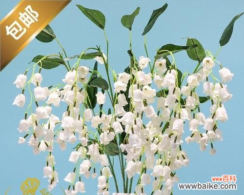 清新自然 风铃草的寓意与象征意义