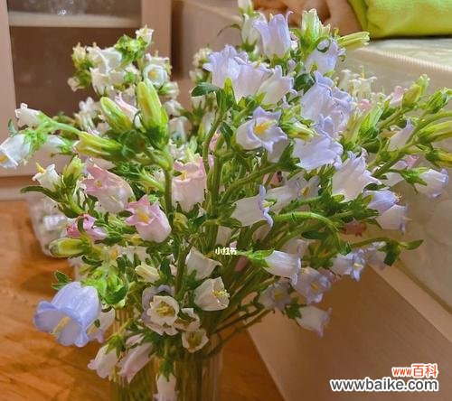 清新自然 风铃草的寓意与象征意义