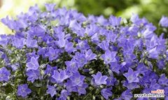 传递希望和喜悦的花朵——风铃草 风铃草的花语和寓意