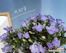 美丽的花朵与独特的意蕴 风铃草的意义与象征