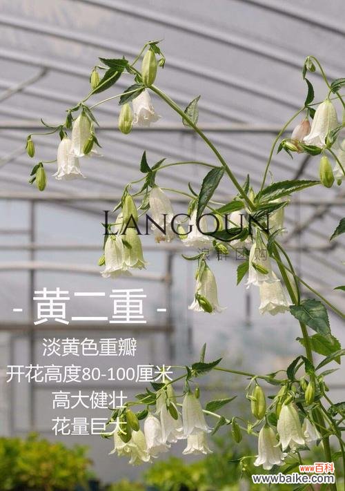 美丽的花朵与独特的意蕴 风铃草的意义与象征