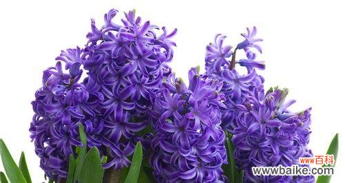 探寻风信子的花语与美学 风信子的象征意义与文化传承