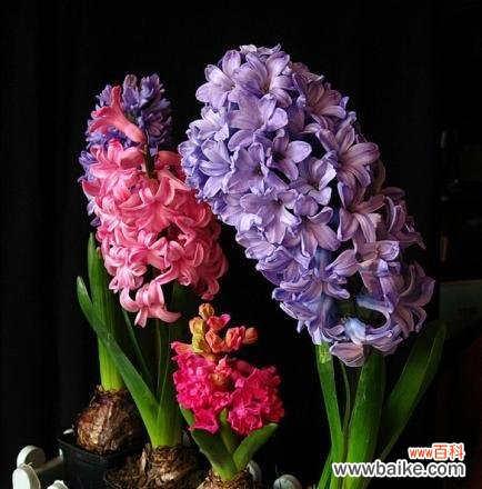 探寻风信子的花语与美学 风信子的象征意义与文化传承