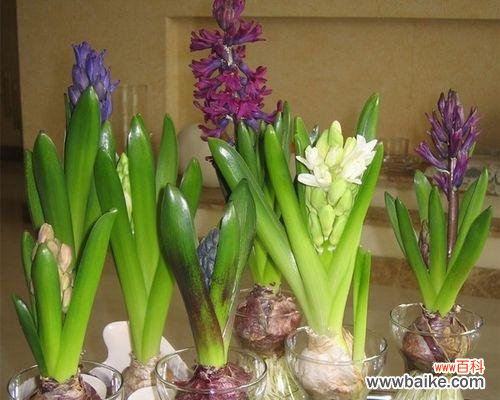 探寻风信子的花语与美学 风信子的象征意义与文化传承