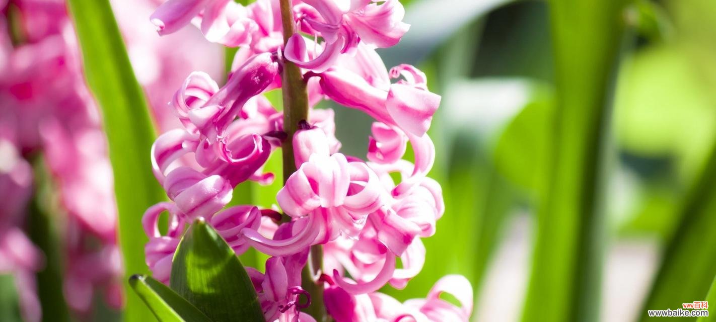 追寻爱与希望的心灵之花——风信子的花语解读 风信子花语