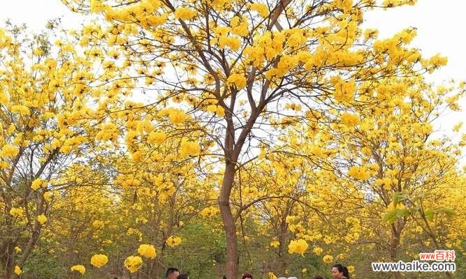 揭开花海中的秘密 不同颜色风铃花的花语