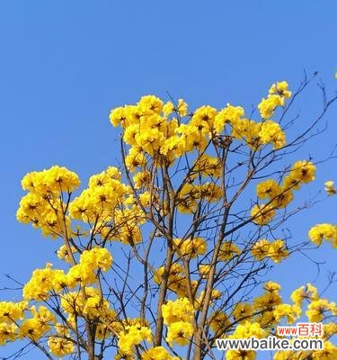 呼唤和平与祥和 风铃花的寓意与象征意义