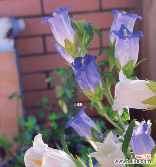 呼唤和平与祥和 风铃花的寓意与象征意义