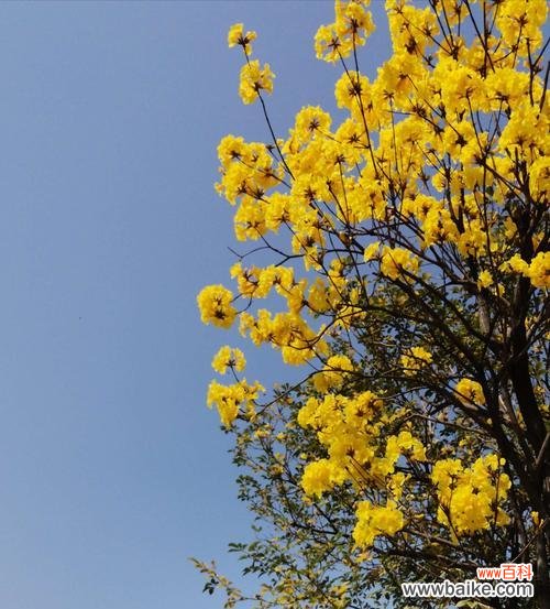 呼唤和平与祥和 风铃花的寓意与象征意义