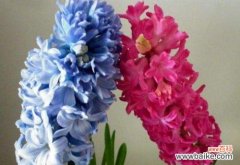 探索白色风信子的深刻象征与意义 白色风信子的花语和寓意