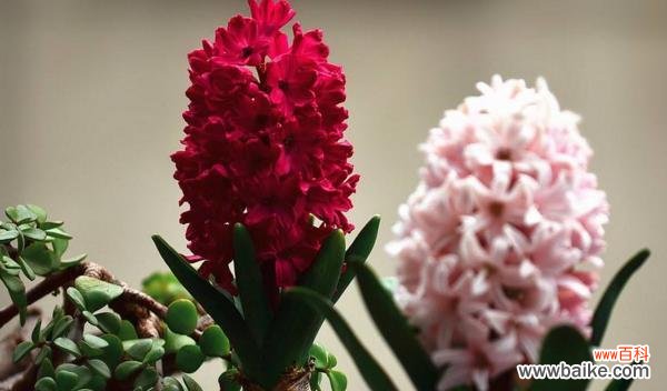 探索白色风信子的深刻象征与意义 白色风信子的花语和寓意