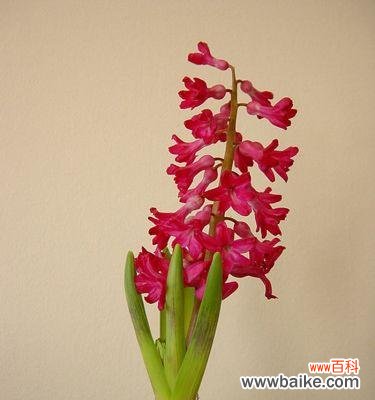 探寻风信子花语的深意 风信子花语之美