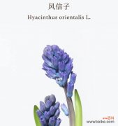 触动心灵的花海 风信子的寓意