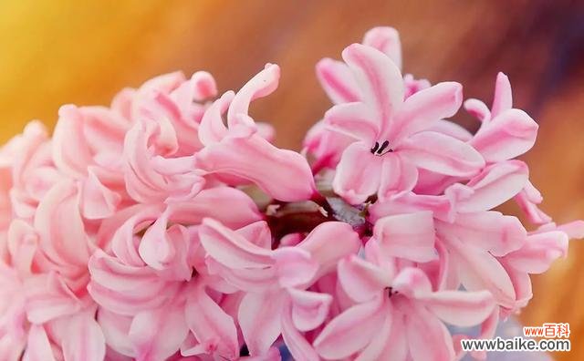 探寻风信子的花语与传说 风信子