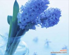 探寻风信子的花语与传说 风信子