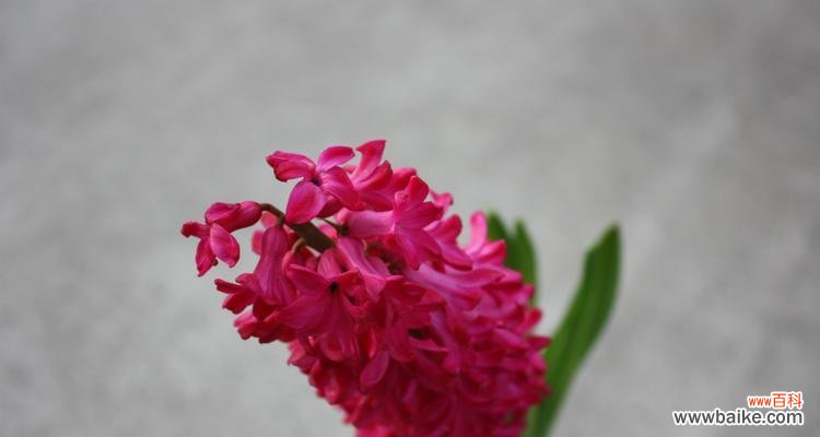 探寻风信子的花语与传说 风信子