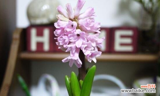 茉莉花栀子花与风信子花的美丽语言 花香四溢花语传情