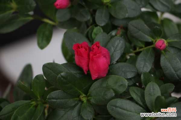 杜鹃花病害及防治方法