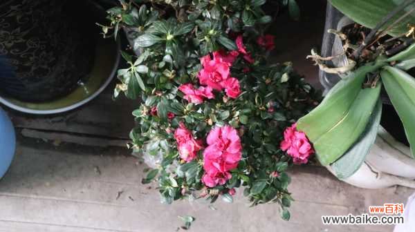 杜鹃花病害及防治方法