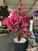 杜鹃花病害及防治方法