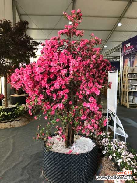 杜鹃花病害及防治方法