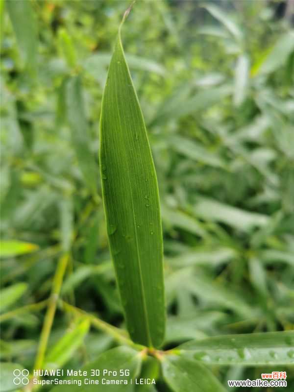 竹子黄叶的原因和处理办法