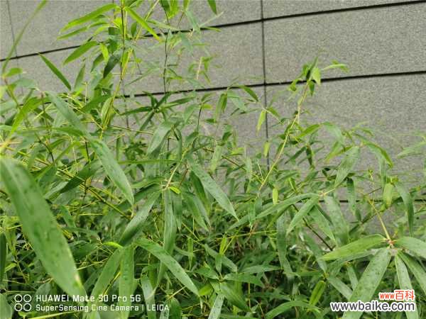 竹子黄叶的原因和处理办法