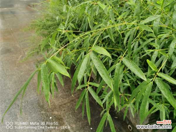 竹子黄叶的原因和处理办法