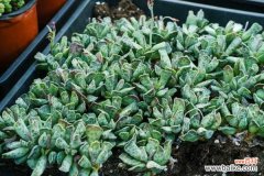 多肉有白色虫子怎么办，多肉土壤怎么除去虫卵