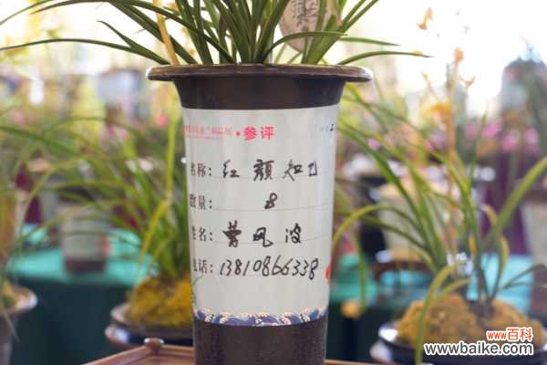 绿草变黑兰，你家的兰花“中毒”了，再不管立马死翘翘！