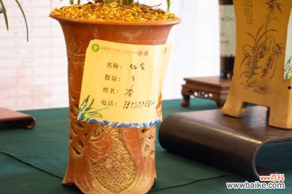 绿草变黑兰，你家的兰花“中毒”了，再不管立马死翘翘！