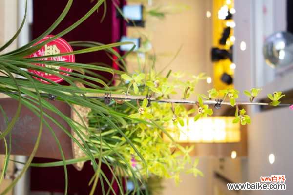 绿草变黑兰，你家的兰花“中毒”了，再不管立马死翘翘！