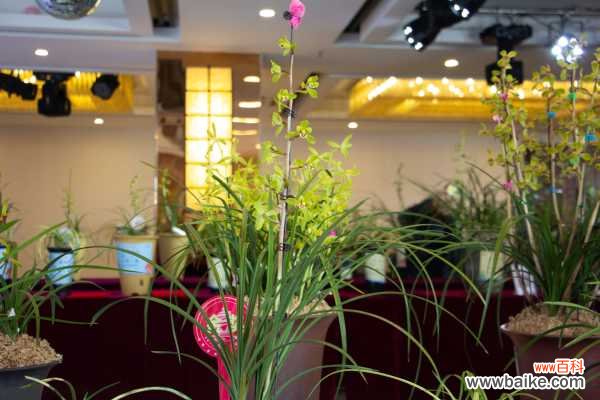 绿草变黑兰，你家的兰花“中毒”了，再不管立马死翘翘！