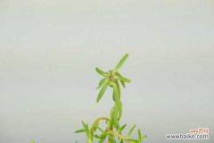 太阳花有白色虫子怎么办，用什么药喷呢