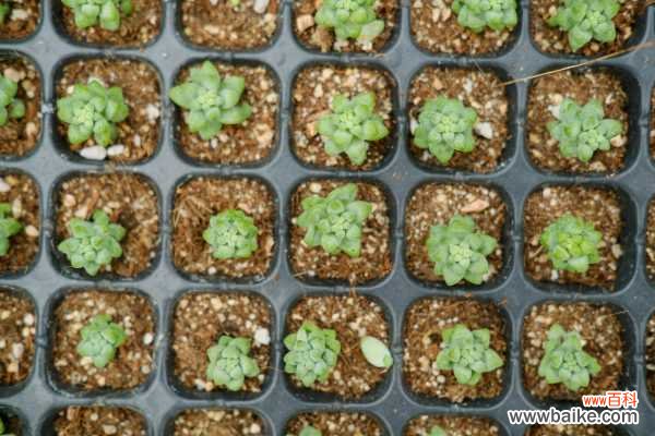 多肉黑腐王就是它！赶紧救~ 否则全死光！