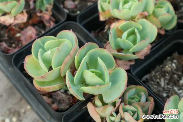 多肉黑腐王就是它！赶紧救~ 否则全死光！