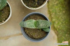 子宝黄叶的原因和处理办法