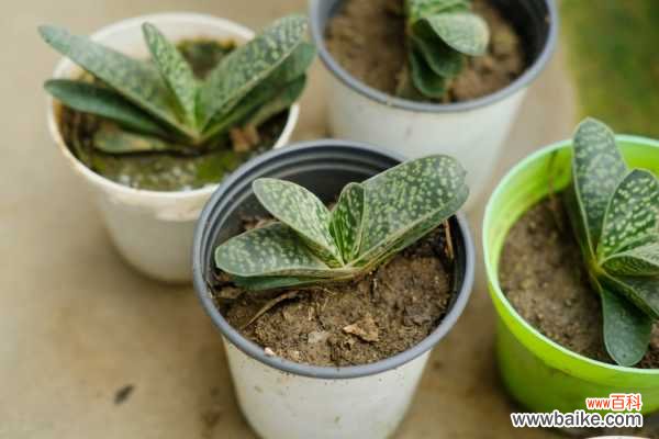 子宝黄叶的原因和处理办法