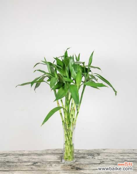 富贵竹有虫子了怎么办，生虫可以用多菌灵吗