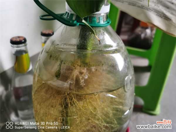 富贵竹有虫子了怎么办，生虫可以用多菌灵吗