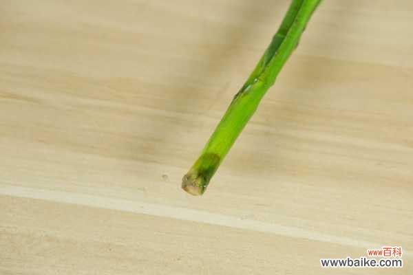 富贵竹有虫子了怎么办，生虫可以用多菌灵吗